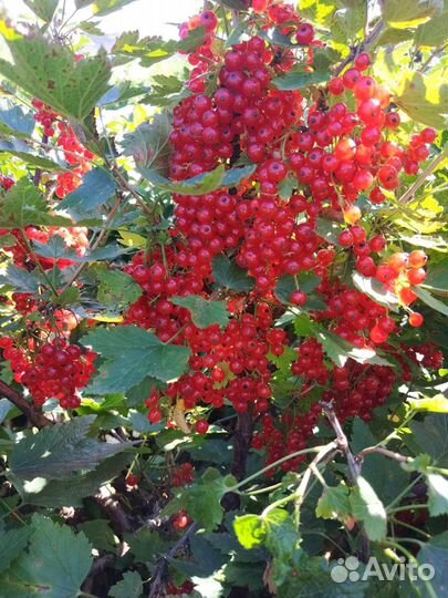 Ягода смородина красная черная