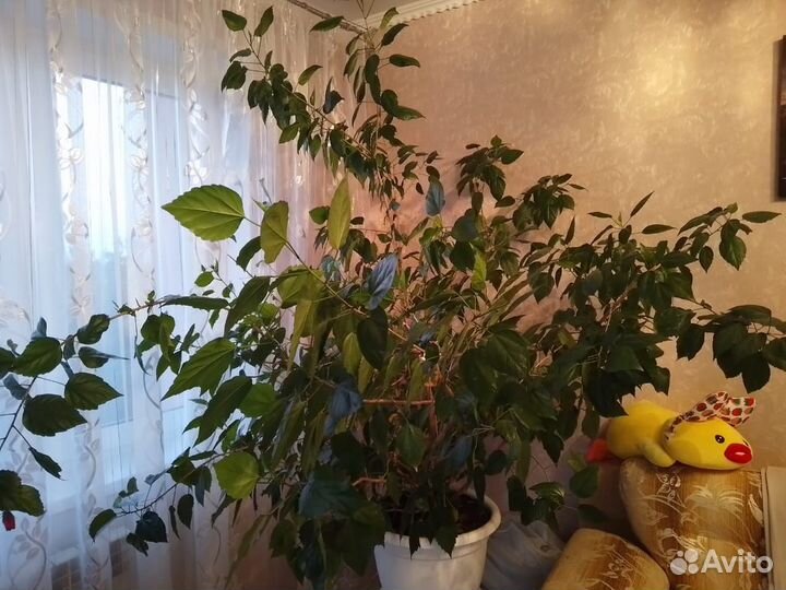 Гибискус китайская роза