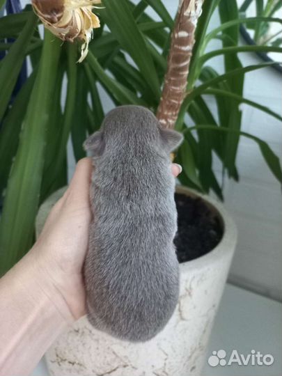 Лиловое чудо