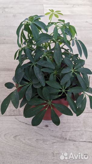 Комнатные цветы шефлера