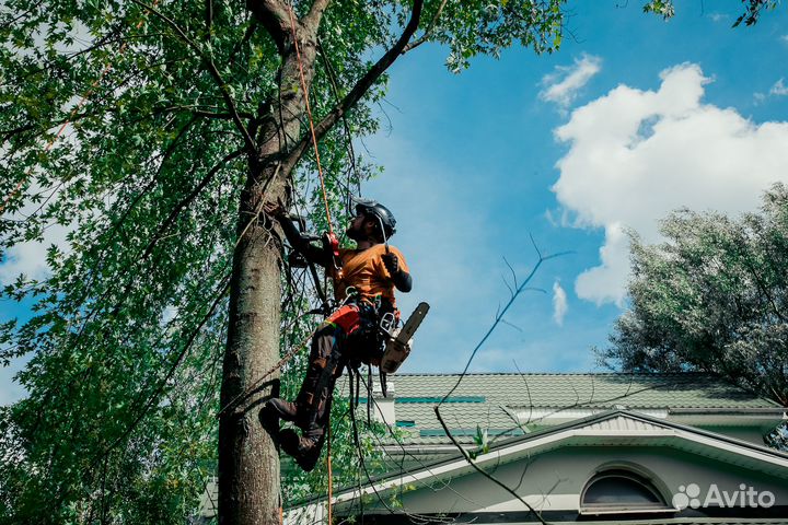 Расчистка участка