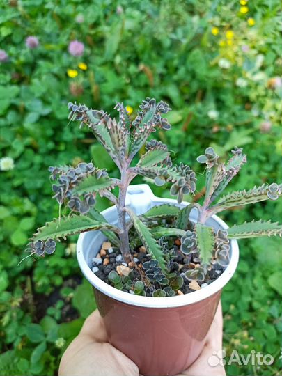 Каланхоэ Серрата