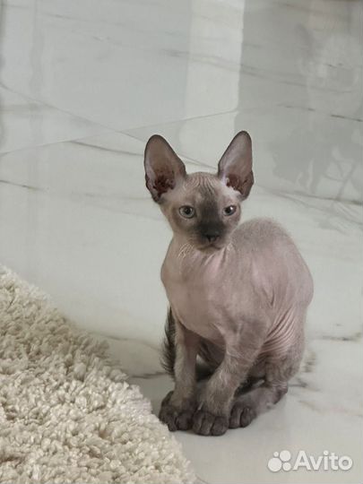 Котенок сфинкс
