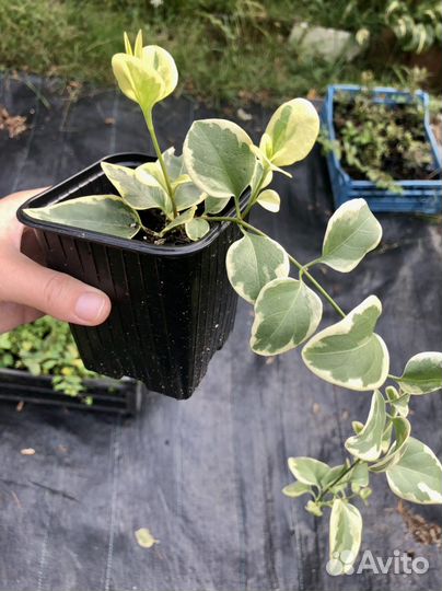 Ампельные, почвопокровные растения