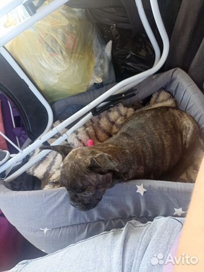 Французский бульдог