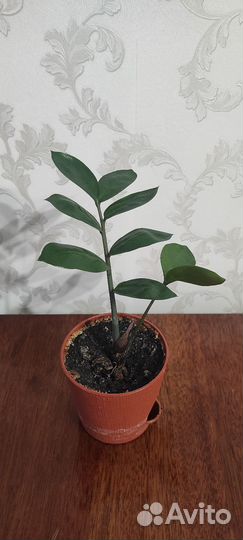 Замиокулькас