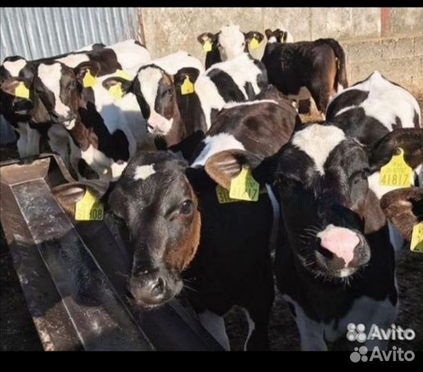 Бычки на откорм