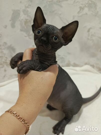 Канадский сфинкс