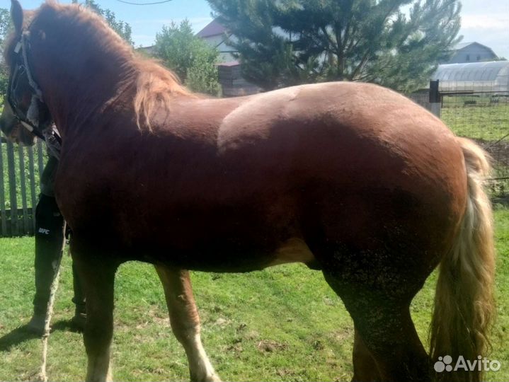 Лошади, крс, перевоз скота