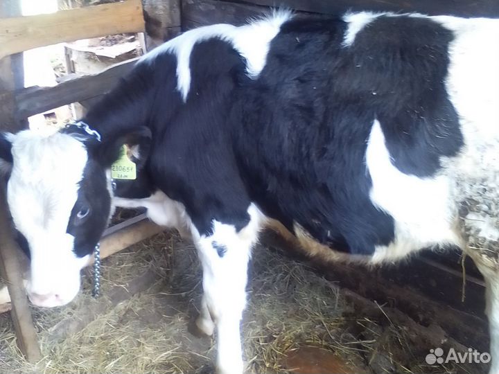 Бык продам 6 месяцев