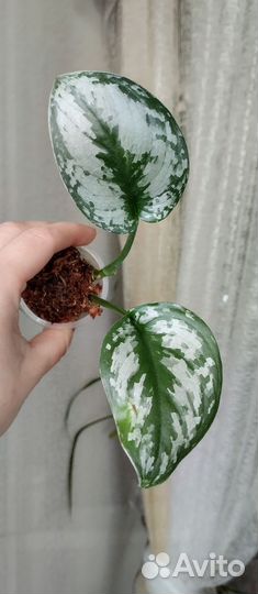 Сциндапсусы, эпипремнумы сортовые