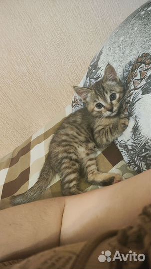 Кошечка