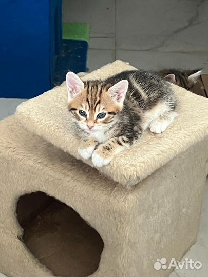 Котята курильский бобтейл