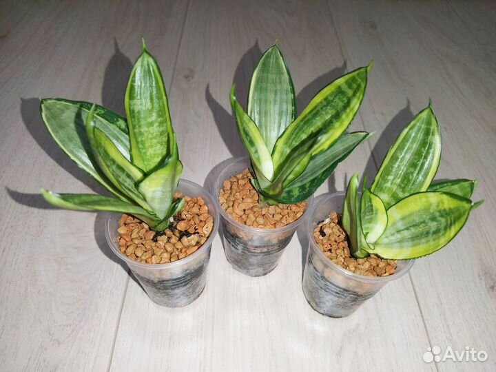 Сансевиерии сортовые