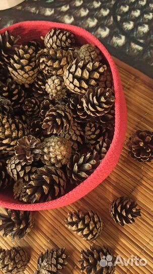 Шишки сосновые