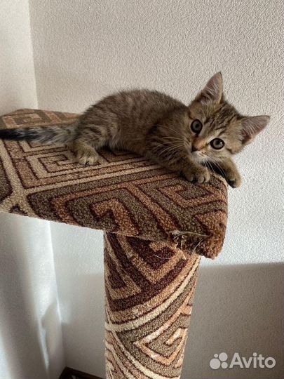 Котики ищут дом