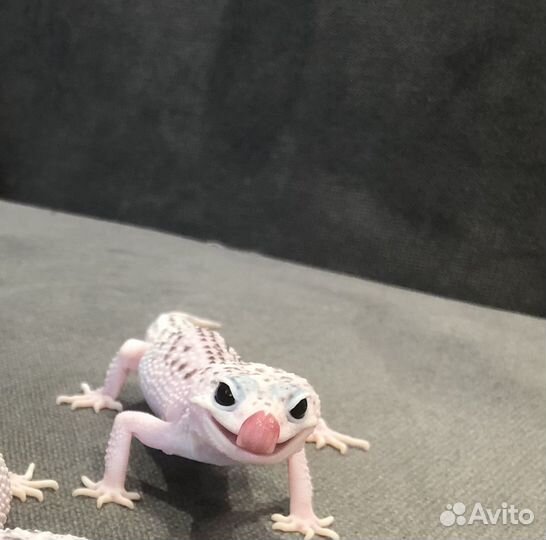 Самец и самка эублефара