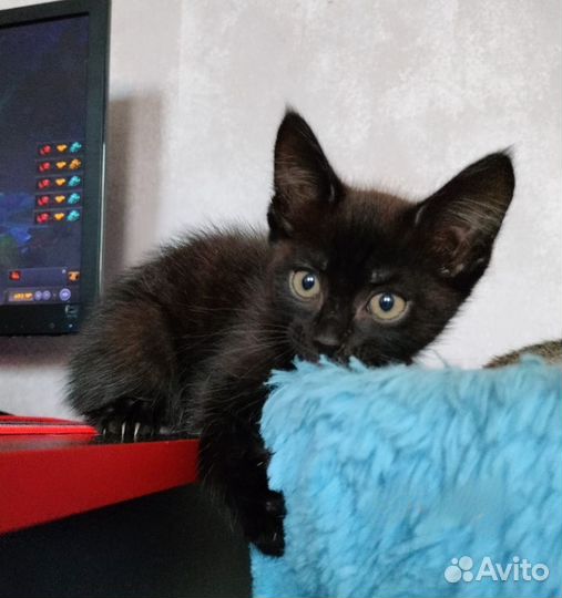 Котик ищет дом