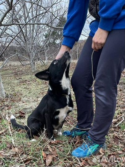Собака бесплатно