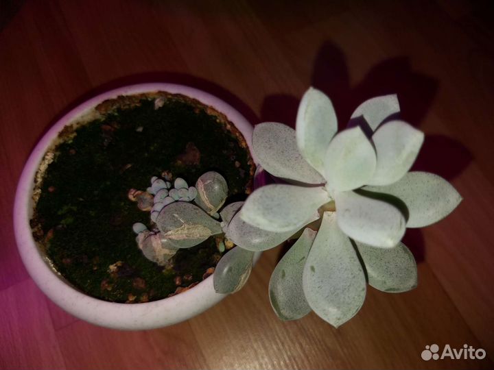 Суккуленты