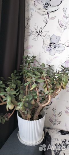 Денежное дерево толстянка