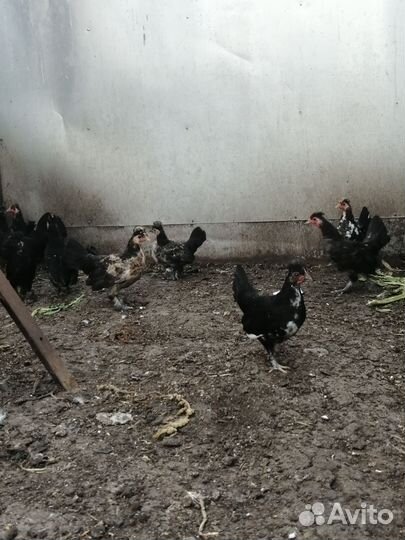 Декоративные куры