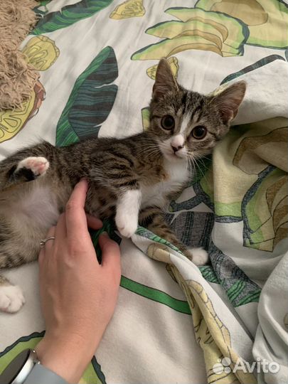 Кошка