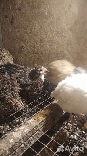 Перепела молодые