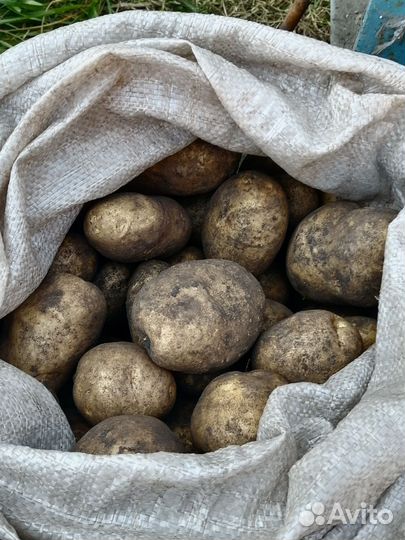 Продам картофель