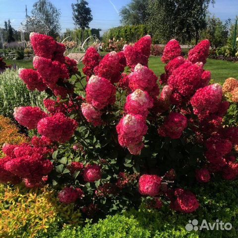 Гортензия Самарская Лидия