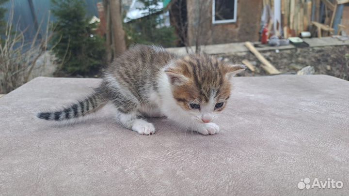 Котята, заряженные на счастье, любовь и удачу )