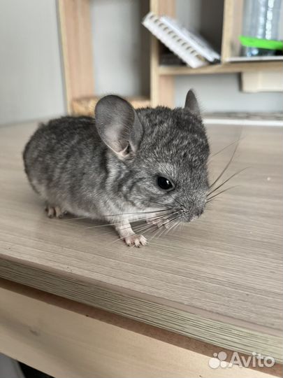 Серебристая шиншилла