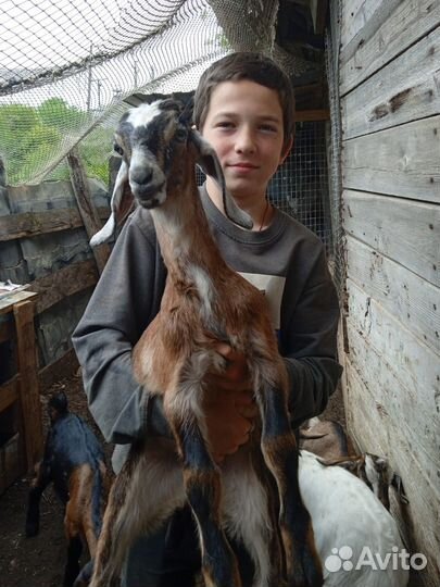 Козлик нубийский(обмен)