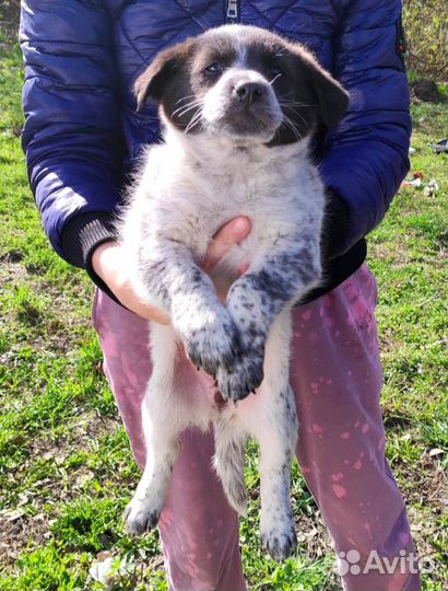 Щенок в добрые руки