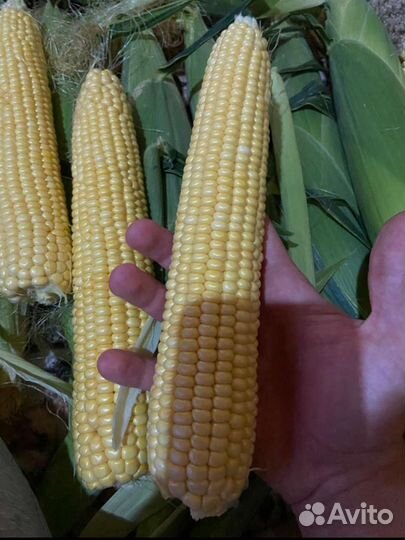 Сладкая кукуруза