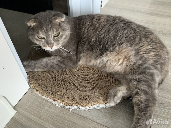 Передержка собак и кошек