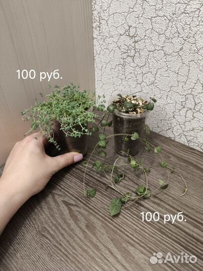 Церопегия, Седум