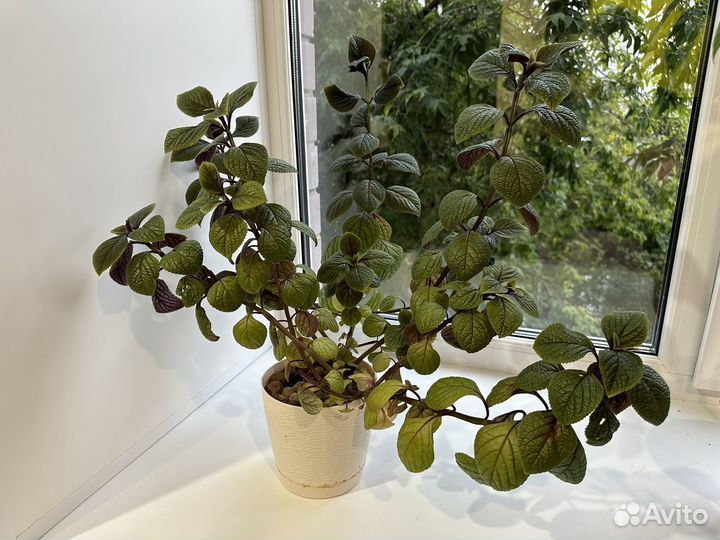 Плектрантус Эртендаля