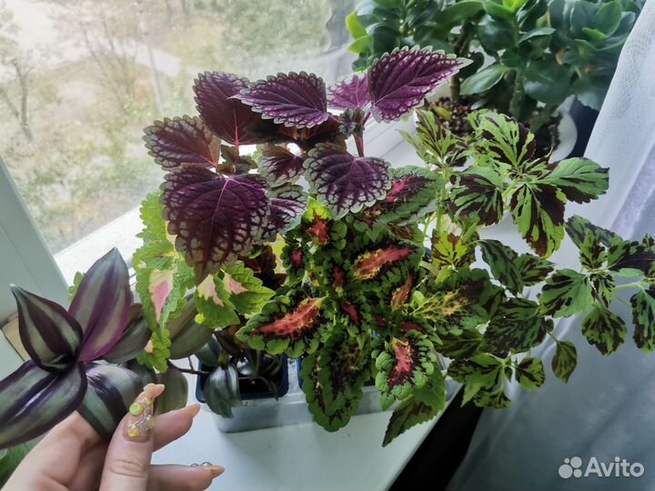 Набор растений