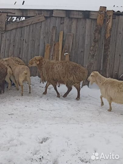 Баран гиссар