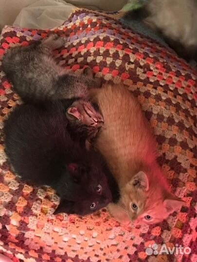 Котята в добрые руки