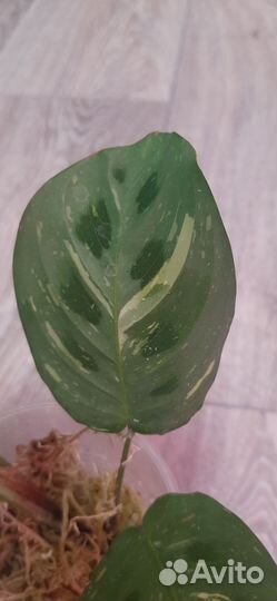 Маранта керховена триколор