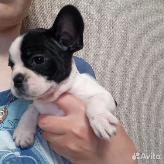 Щенки французкого бульдога