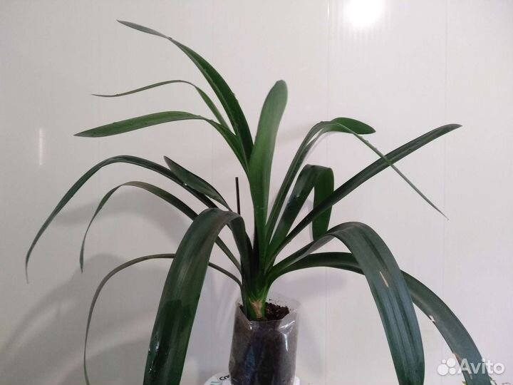 Кливия киноварная (оранжевая)