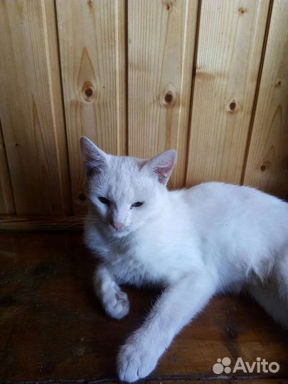 Кошки в добрые руки бесплатно