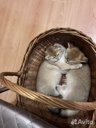 Шотландская