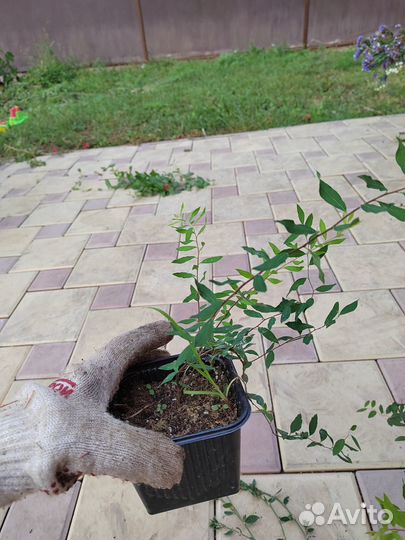 Спирея грефшейм