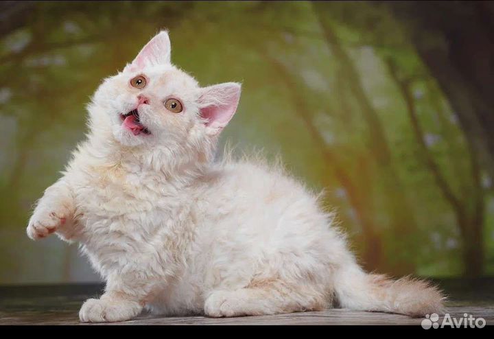 Нежный ламбкинчик