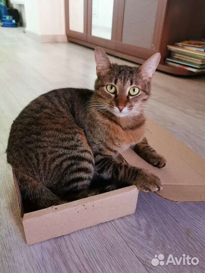 Кошка в дар бесплатно