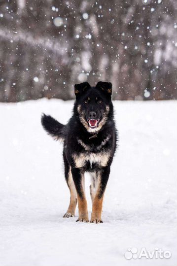 Собака в добрые руки